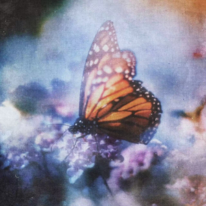 亚洲美女白虎自尉抠逼
